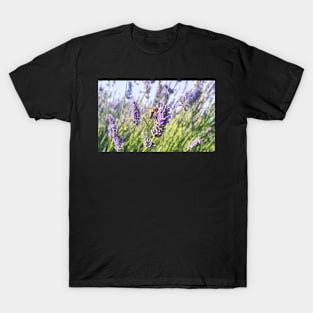 Honey Bee on Lavender T-Shirt